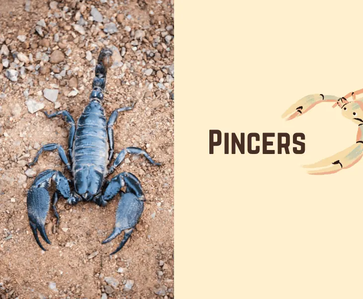 pincers