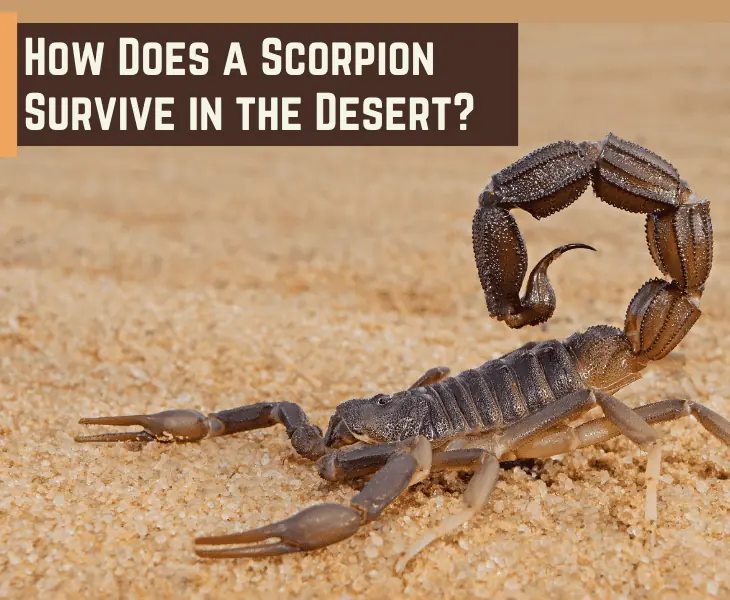how does a scorpion survive in the desert