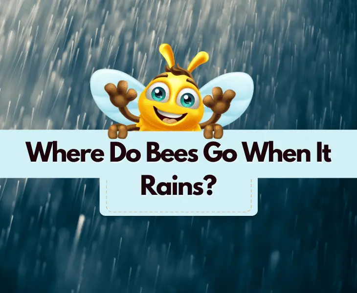 where do bees go when it rains