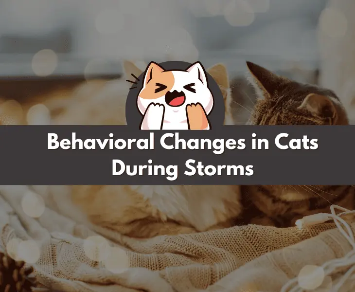 behavioral changes in cats during storms