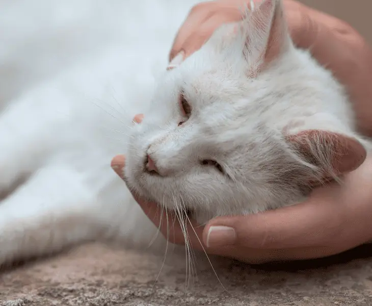 helping cats cope with storms