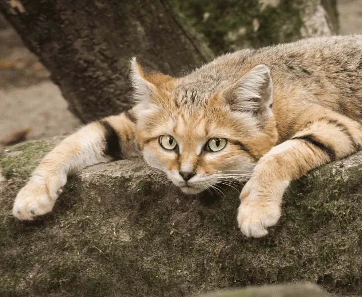 do cats possess storm-detecting abilities