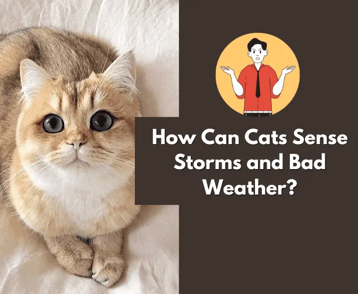 how do cats sense storms