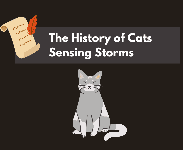 the history of cats sensing storms
