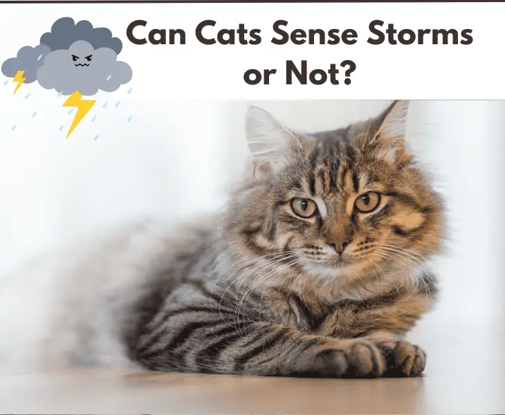 can cats sense storms