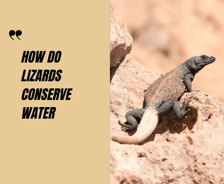 how do lizards conserve water