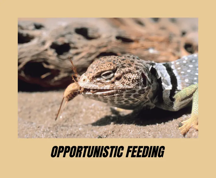 opportunistic feeding
