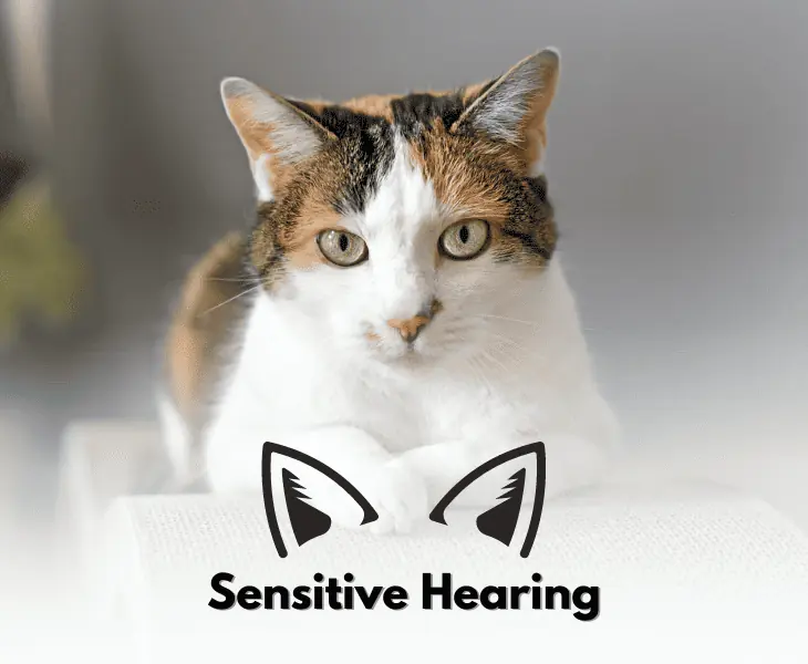 sensitive hearing