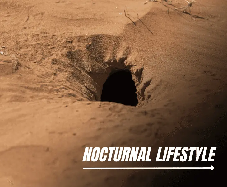 nocturnal lifestyle
