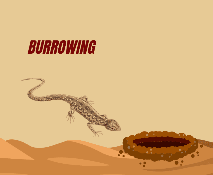 burrowing