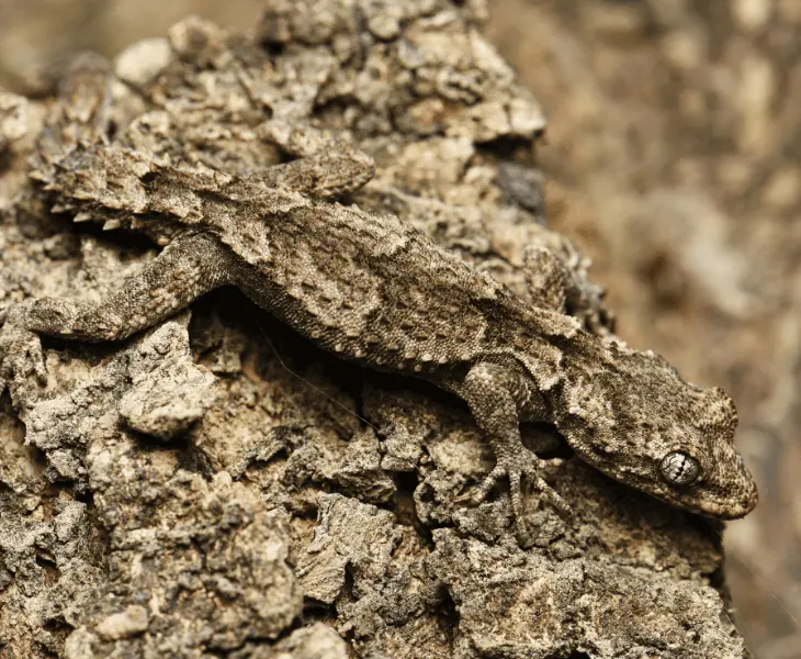 camouflage