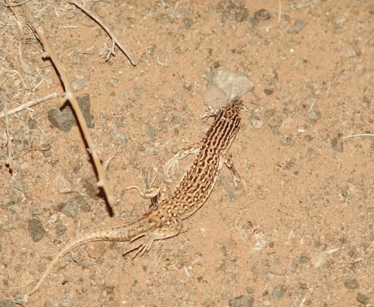 how lizards thriving in the desert