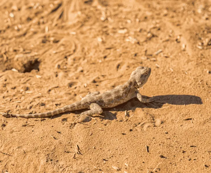 more about the efficient metabolism of lizards