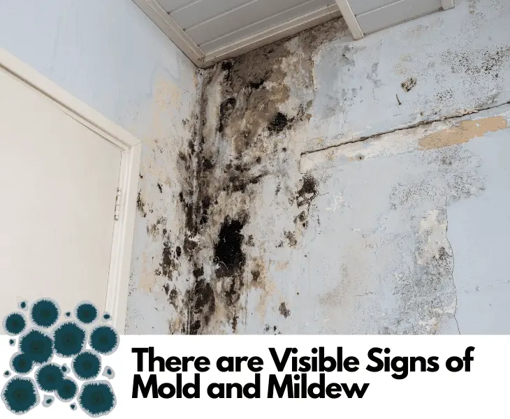 visible signs of mold and mildew
