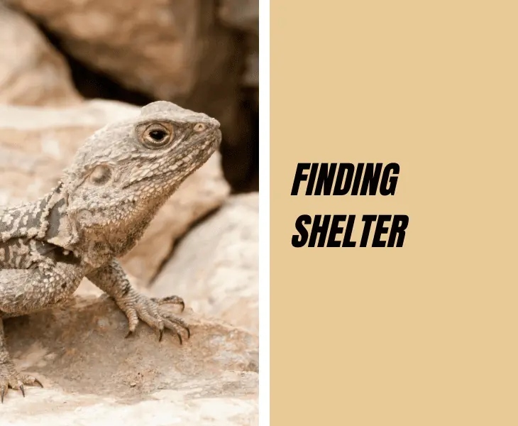 finding shelter