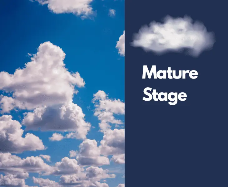 mature stage