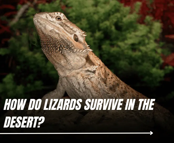 how do lizards survive in the desert