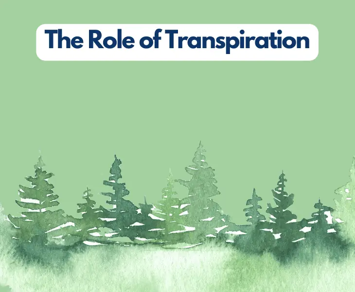 the role of transpiration