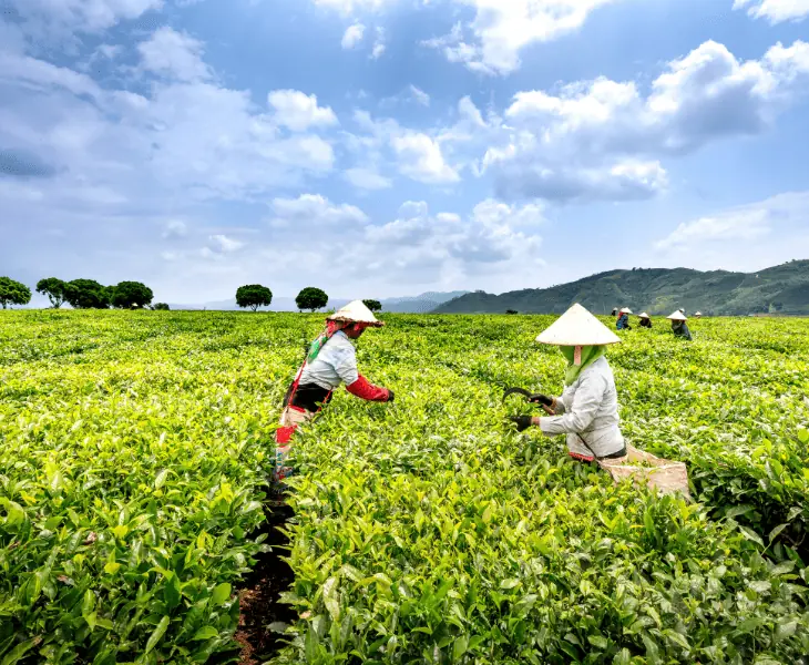 the role of vegetation and agriculture