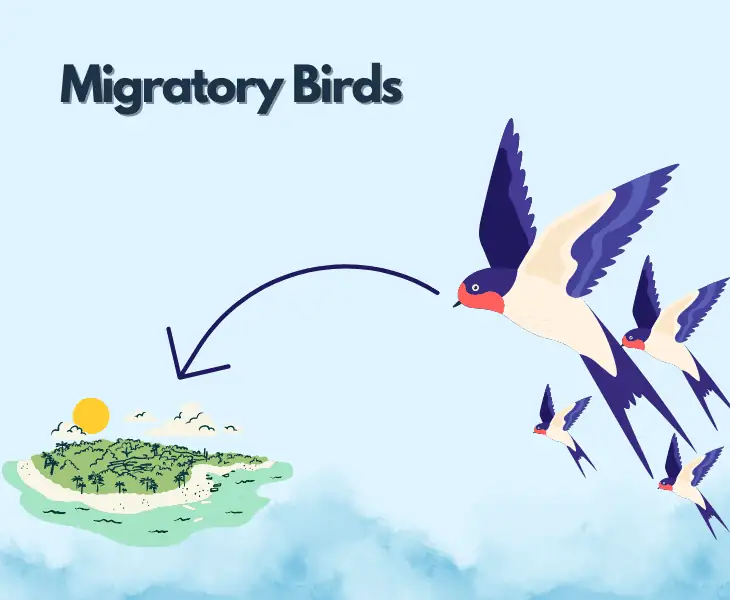 migratory birds