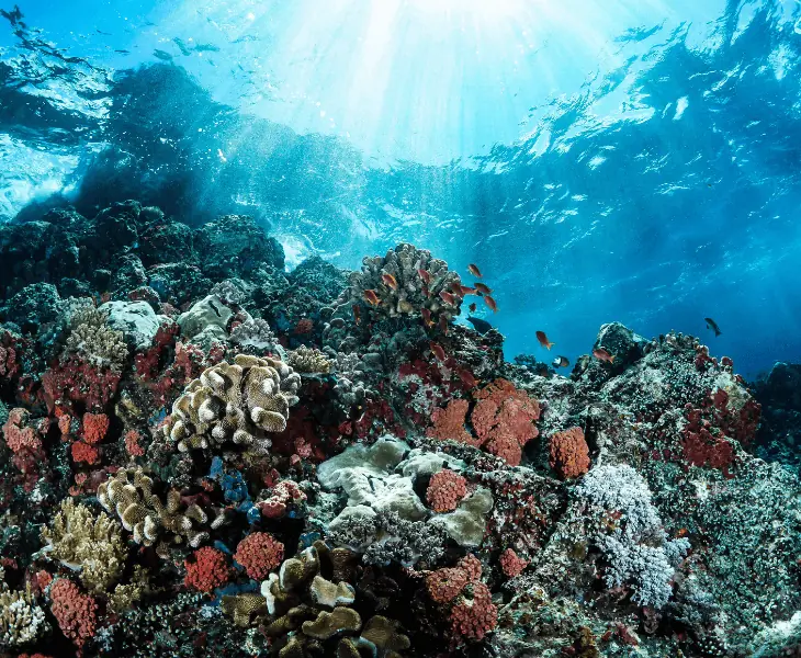 the direct effect on coral reefs