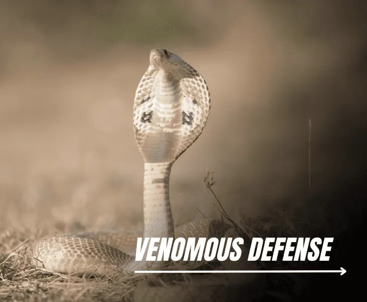 venomous defense