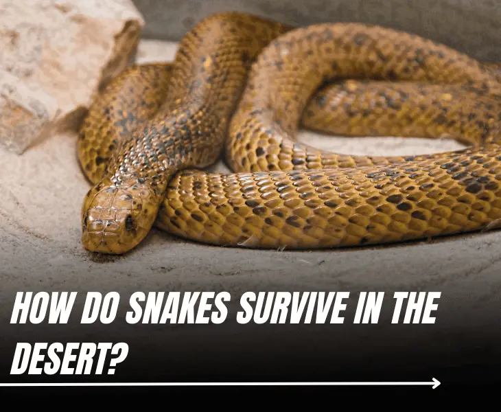 how do snakes survive in the desert