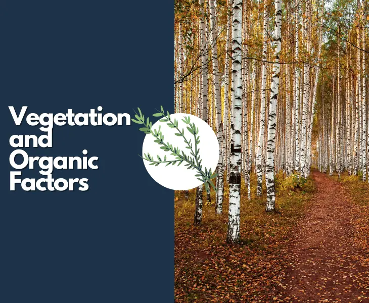 vegetation and organic factors