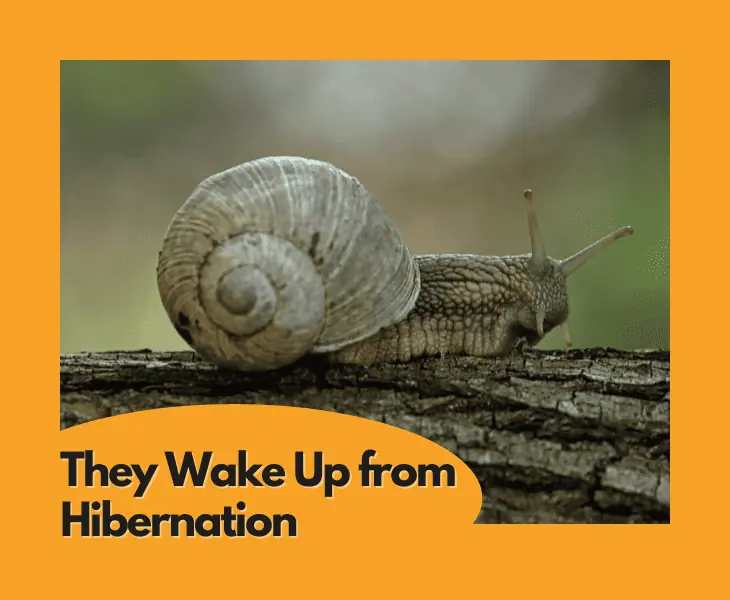 they wake up from hibernation