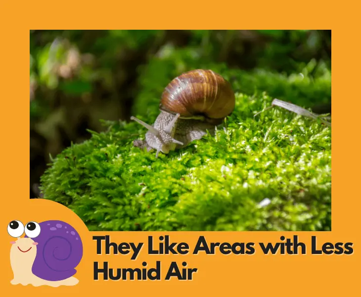 they like areas with less humid air