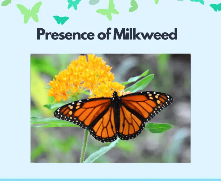 presence of milkweed