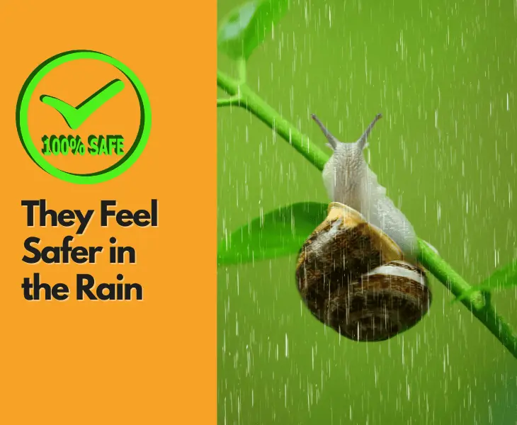 they feel safer in the rain