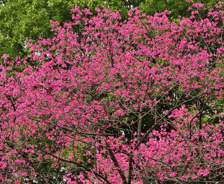 phenological shifts
