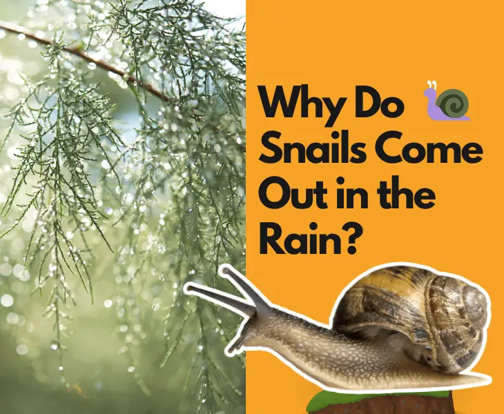 why do snails come out in the rain