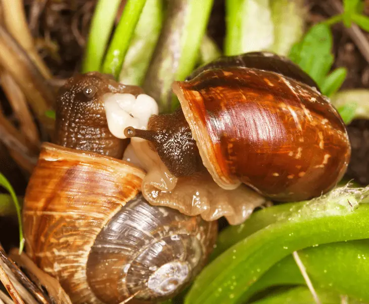 snails mate and lay eggs in the rain