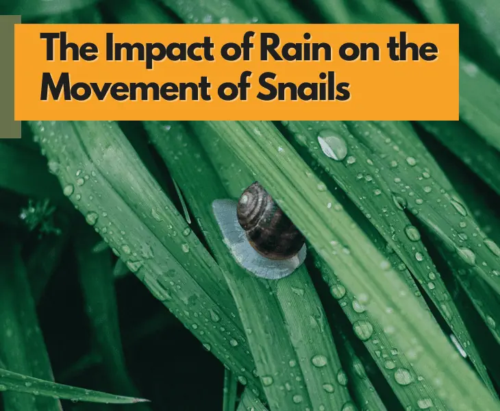 rain's impact on the movement of snail