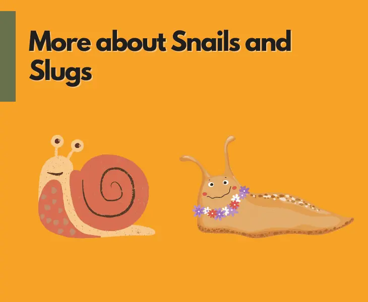 more about snails and slugs
