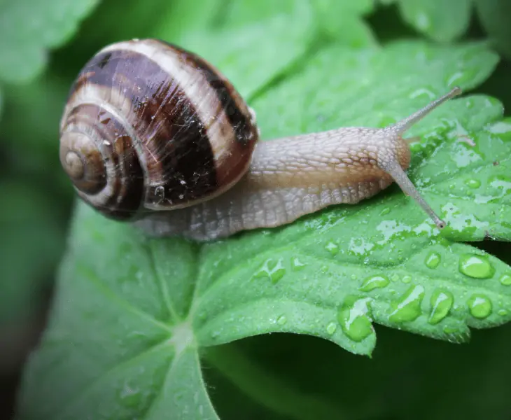 why do snails emerge in the rain