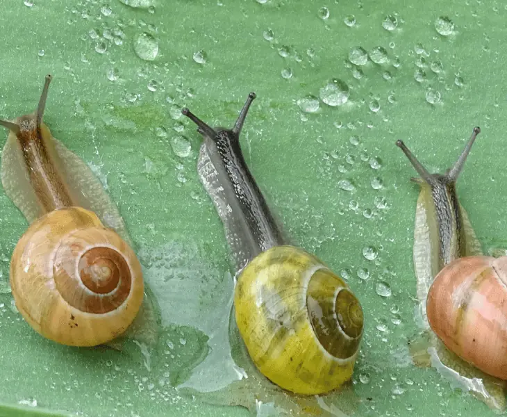 rid snails after rain