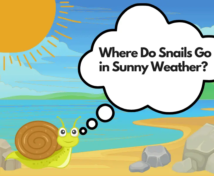 where do snails go in sunny weather