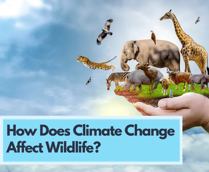 how does climate change affect wildlife