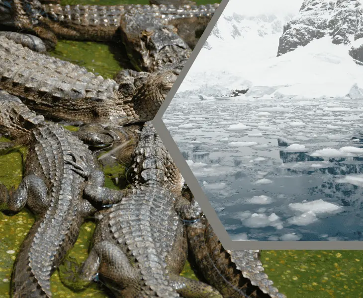 Ice Avoidance of alligators