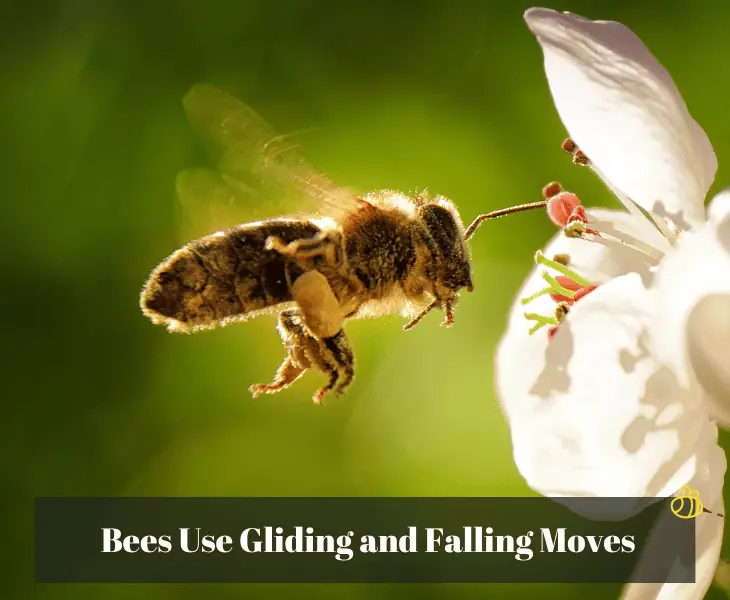bees use gliding and falling moves