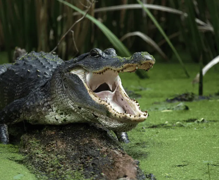 behavioral adaptations of alligators