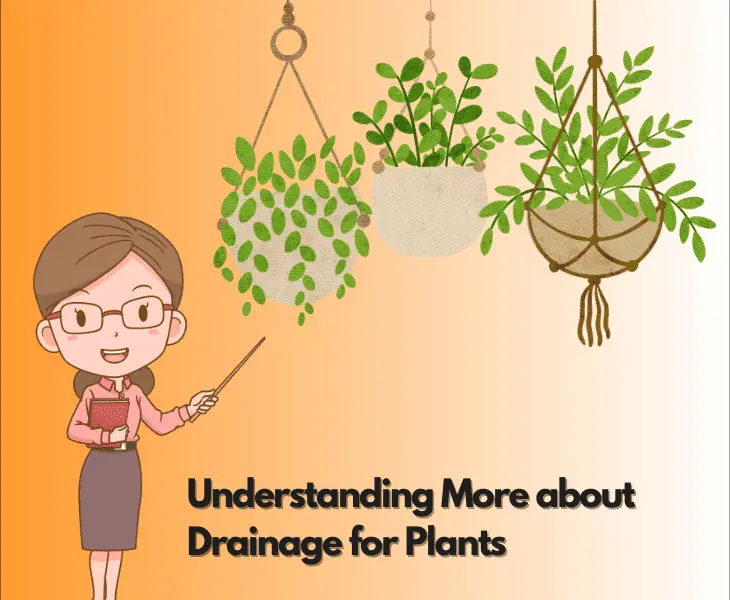 understanding more about drainage for plants