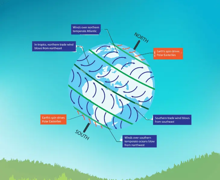 the hadley and ferrel cells