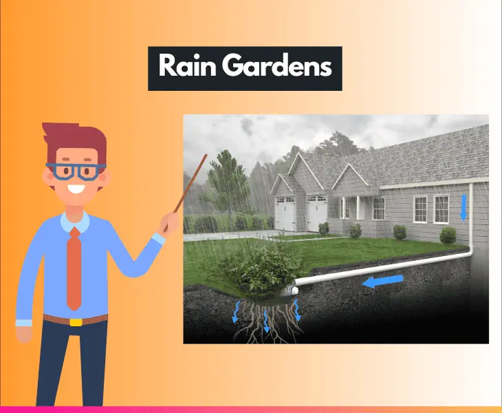 rain gardens