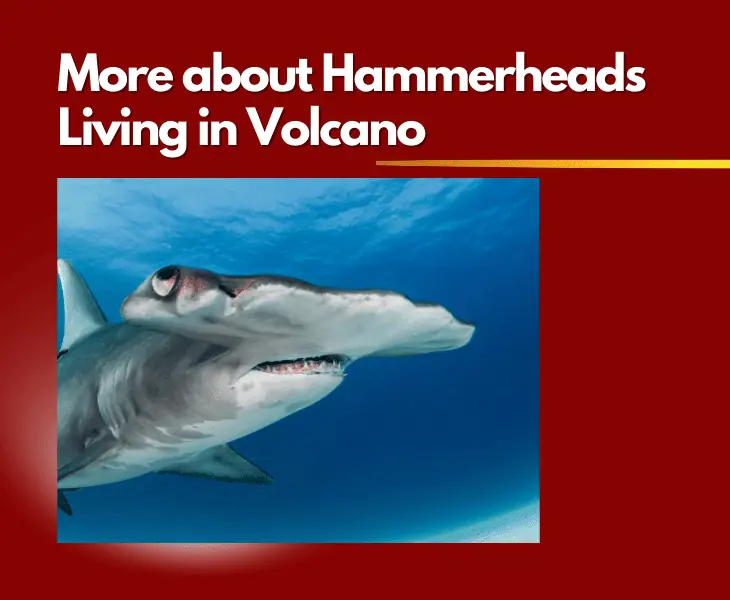 more about hammerheads living in volcano