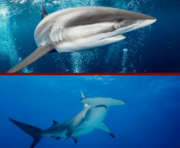 silky sharks and hammerheads in volcanoes