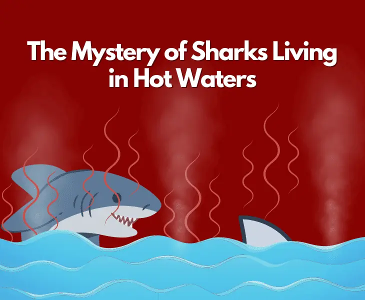 mystery of sharks living in hot waters